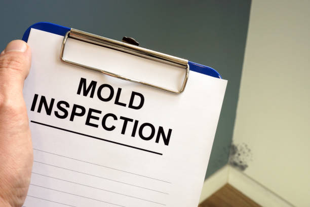 Mold Remediation for Vacation Homes in Jonesboro, IN